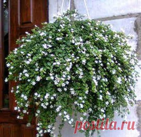 Бакопа (сутера) выращивание, размножение, сорта