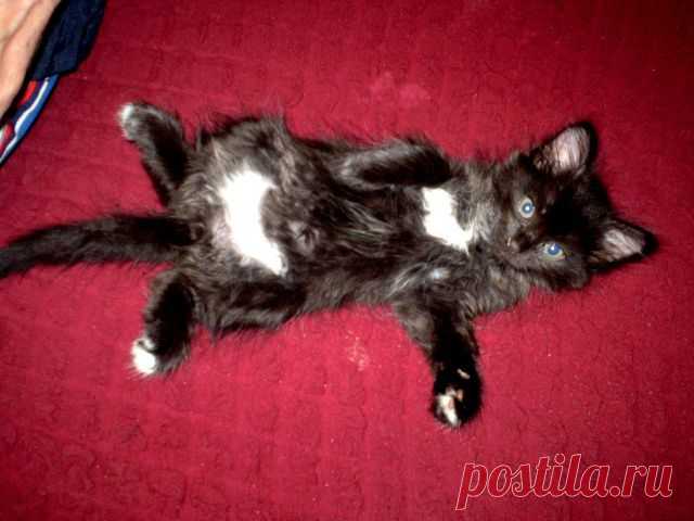 Вот такое у нашей Масяне пузо красивое!!!