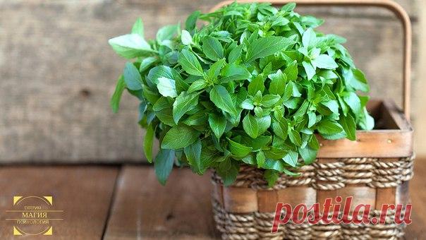 💢 Волшебные свойства ароматного базилика 💢