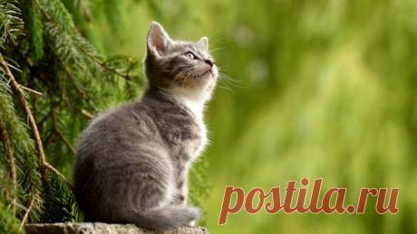 Как кошки чувствуют негативную энергию в доме? | Фэн-шуй и непознанное