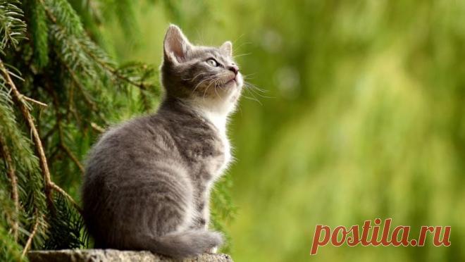 Как кошки чувствуют негативную энергию в доме? | Фэн-шуй и непознанное