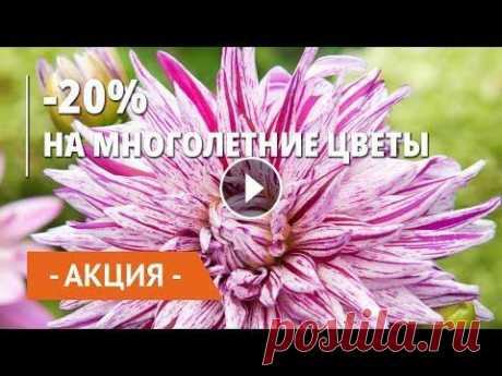 Восхитительные многолетники! -20% на все сорта. Многолетние цветы Весна 2021 | 400 сортов на выбор! Многолетние цветы со скидкой 20%. Приглашаем за покупками! Цветущие клумбы, которые не нужно сажать из года – это настоящая фантастика. Достаточно оди...
