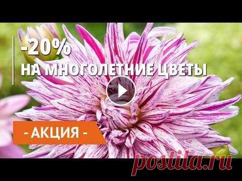Восхитительные многолетники! -20% на все сорта. Многолетние цветы Весна 2021 | 400 сортов на выбор! Многолетние цветы со скидкой 20%. Приглашаем за покупками! Цветущие клумбы, которые не нужно сажать из года – это настоящая фантастика. Достаточно оди...