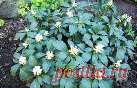 Почвопокровные растения и невысокие травянистые многолетники | Самоцветик