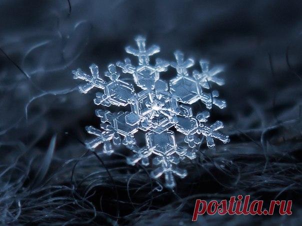 Снежинки под микроскопом. Каждая из них уникальна.
