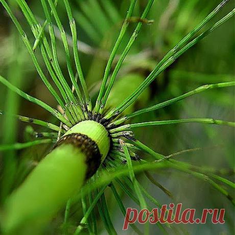 Лечим псориаз хвощом | Друг пенсионера
Мои знакомые были в отчаянии, когда у их сына диагностировали псориаз. Об этой болезни много говорят, но чаще всего жалуются на неизлечимость. А парня комиссовали из армии из-за проблем с кожей.