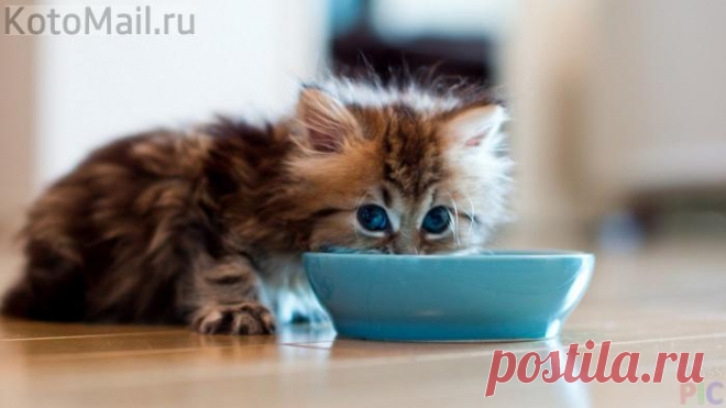 А молоко где?!