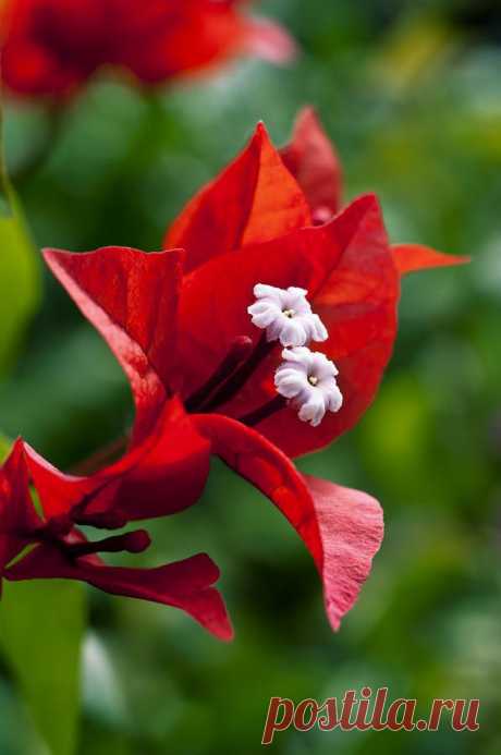 Red Bougainvillea