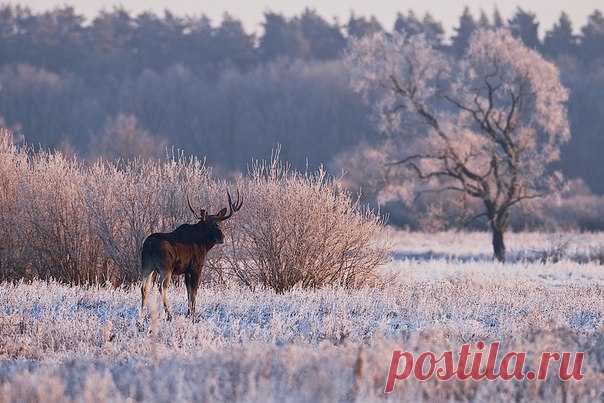 Утро в зимнем лесу. Автор фото — Евгений Мазурин: nat-geo.ru/photo/user/35143/