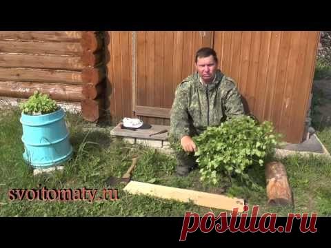 Как заготовить березовые веники для бани — Яндекс.Видео