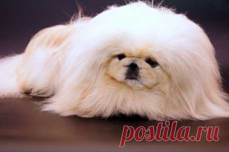 питомник WILFREDO  мои белые  пекинесы.