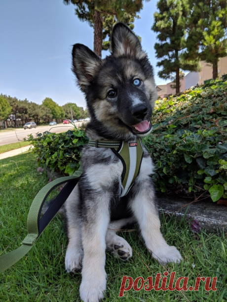 Метис хаски и немецкой овчарки - 62 фото - картинки: смотреть онлайн