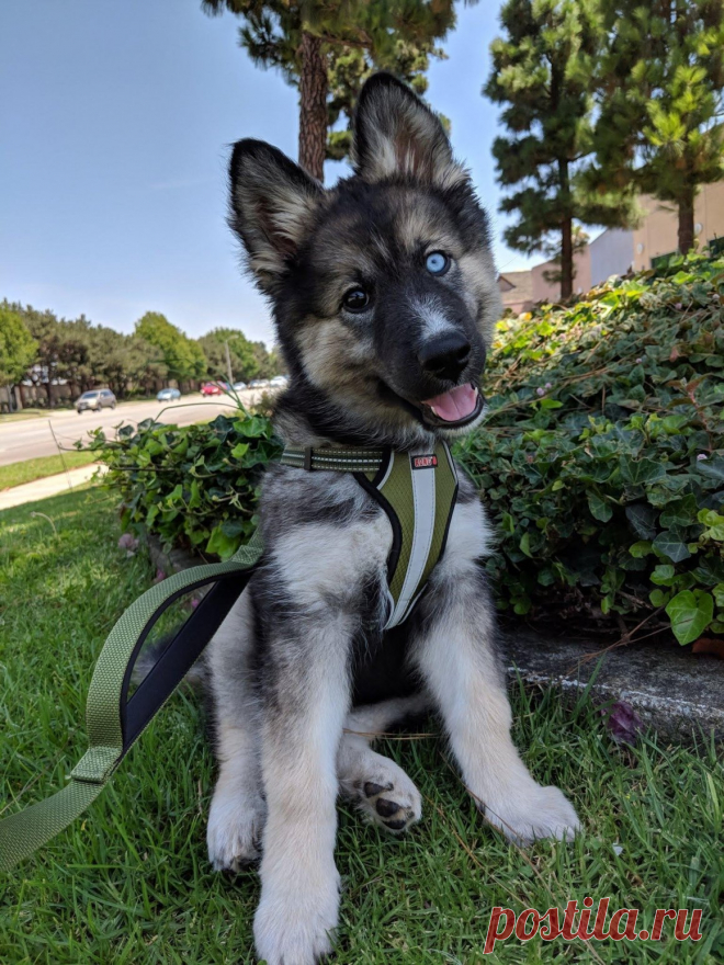 Метис хаски и немецкой овчарки - 62 фото - картинки: смотреть онлайн