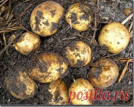 Как сажать картофель под солому | Эфария