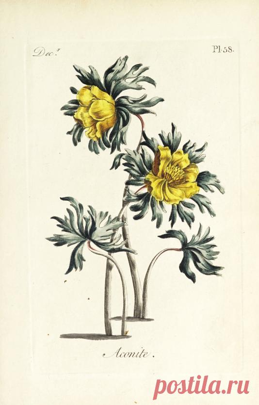 The florist : containing sixty plates of the most beautiful flowers regularly dispos'd in their succession of blowing : to which is added an accurate description of their colours, with instructions for drawing & painting them according to nature : being a new work intended for the use & amusement of gentlemen and ladies delighting in that art : Free Download, Borrow, and Streaming : Internet Archive