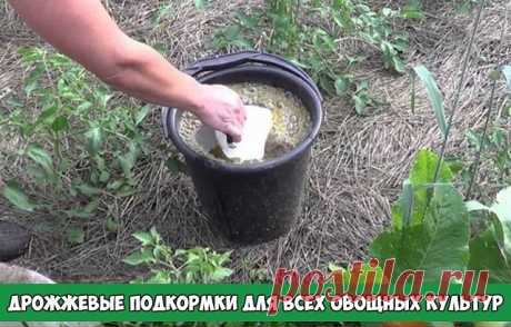 ДРОЖЖЕВЫЕ ПОДКОРМКИ ПОЛЕЗНЫ ДЛЯ ВСЕХ ОВОЩНЫХ КУЛЬТУР

Дрожжевые подкормки полезны для всех овощных культур, земляники, цветов. Отлично зарекомендовало себя применение дрожжевого раствора и в качестве внекорневой подкормки.

Рецепты приготовления дрожжевых подкормок:

Рецепт 1
200 г обычных пекарских дрoжжей развести в 1 л воды. Перед подкормкой объём раствора довести до 10 литров.

Рецепт 2
100 г «сырых» дрoжжей размешать в 10 л тёплой воды, оставить на сутки.

Рецепт 3
10...