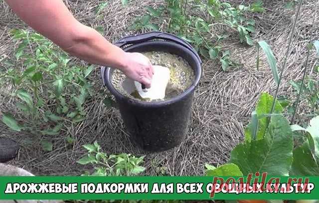 ДРОЖЖЕВЫЕ ПОДКОРМКИ ПОЛЕЗНЫ ДЛЯ ВСЕХ ОВОЩНЫХ КУЛЬТУР

Дрожжевые подкормки полезны для всех овощных культур, земляники, цветов. Отлично зарекомендовало себя применение дрожжевого раствора и в качестве внекорневой подкормки.

Рецепты приготовления дрожжевых подкормок:

Рецепт 1
200 г обычных пекарских дрoжжей развести в 1 л воды. Перед подкормкой объём раствора довести до 10 литров.

Рецепт 2
100 г «сырых» дрoжжей размешать в 10 л тёплой воды, оставить на сутки.

Рецепт 3
10...