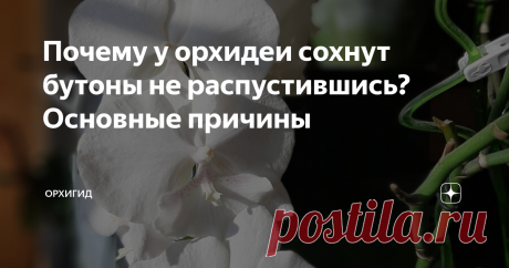 Почему у орхидеи сохнут бутоны не распустившись? Основные причины В этой статье расскажу вам о самых распространенных причинах засыхания бутонов орхидеи фаленопсис, до того, как они распустились. Эта проблема особенно остро проявляется в зимнее время, поэтому думаю, данная информация будет для вас своевременна и полезна.
