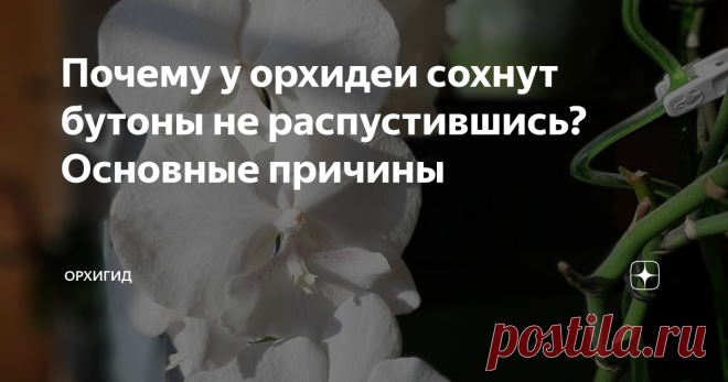 Почему у орхидеи сохнут бутоны не распустившись? Основные причины В этой статье расскажу вам о самых распространенных причинах засыхания бутонов орхидеи фаленопсис, до того, как они распустились. Эта проблема особенно остро проявляется в зимнее время, поэтому думаю, данная информация будет для вас своевременна и полезна.
