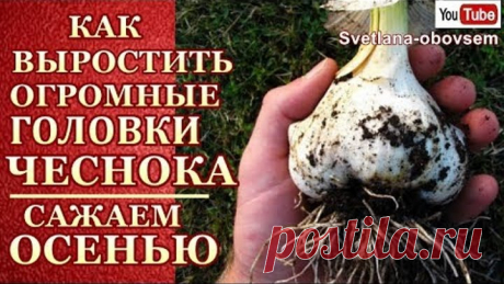 КАК ПРАВИЛЬНО САЖАТЬ ЧЕСНОК ОСЕНЬЮ, ДЛЯ РОСТА ОГРОМНЫХ ГОЛОВОК.. ДЕЛЮСЬ СЕКРЕТАМИ- МУЛЬЧИРУЕМ ГРЯДКИ