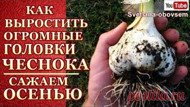 КАК ПРАВИЛЬНО САЖАТЬ ЧЕСНОК ОСЕНЬЮ, ДЛЯ РОСТА ОГРОМНЫХ ГОЛОВОК.. ДЕЛЮСЬ СЕКРЕТАМИ- МУЛЬЧИРУЕМ ГРЯДКИ