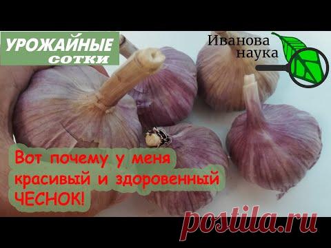ПРИ ПОСАДКЕ ЧЕСНОКА добавьте ЭТО в лунки! Результат будет СУПЕР!