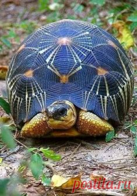 (551) Pinterest
