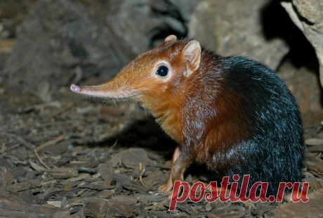 Удивительные животные Африки - Интересное в сети!