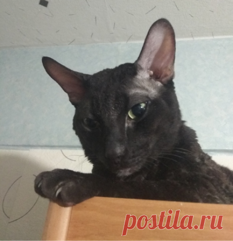 Все окрасы хороши, если это корниш рекс. Поговорим об одном из видов “кудрявых” котов
Коты бывают пушистые, гладкошерстные, без шерсти совсем, а есть еще и кудрявые. Причем их немало, только основных 9 пород и так называемые малоизвестные породы кудрявых кошек.