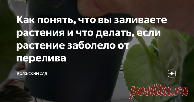 Как понять, что вы заливаете растения и что делать, если растение заболело от перелива Статья автора «Волжский сад» в Дзене ✍: Перелив и недолив - это даже не перелет - недолет. Это хуже. И от того, и от другого страдают прежде всего корни, а за ними и все растение.