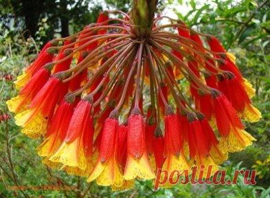 Боже! Какие чудеса на свете есть ...