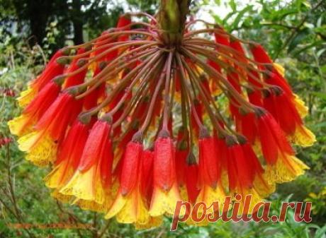 Боже! Какие чудеса на свете есть ...