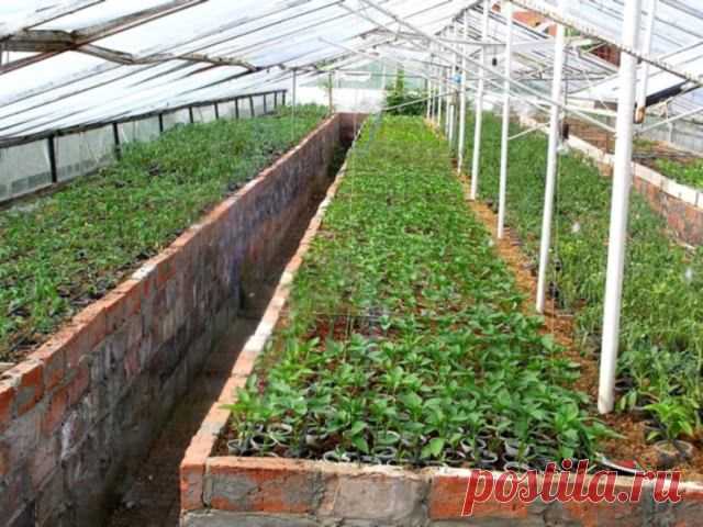 Водяное отопление теплицы своими руками: характерные особенности, преимущества, необходимые материалы, особенности установки и последующего обслуживания