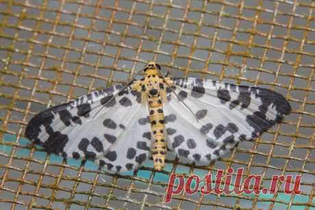 _Z2A1234 Ozola submontana Geometridae, Ennominae
