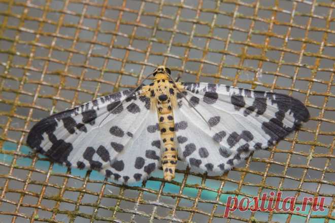 _Z2A1234 Ozola submontana Geometridae, Ennominae