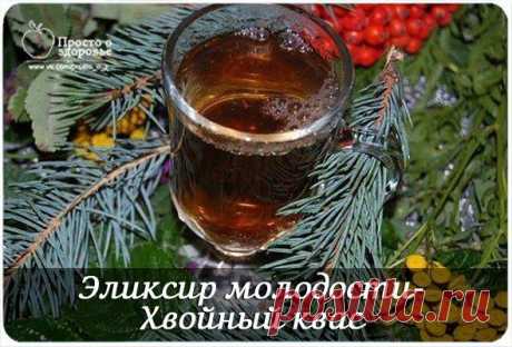 ЭЛИКСИР МОЛОДОСТИ- ХВОЙНЫЙ КВАС. | Познавательный сайт ,,1000 мелочей&quot;