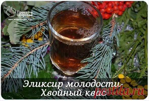 ЭЛИКСИР МОЛОДОСТИ- ХВОЙНЫЙ КВАС. | Познавательный сайт ,,1000 мелочей"