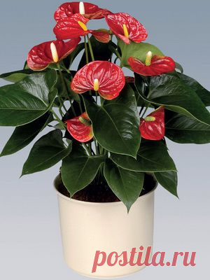 Цветочки в горшочках. Антуриум — Сад на подоконнике
