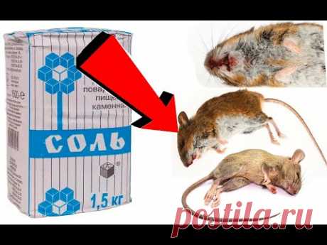 Как избавиться от мышей в За 000003 Секунды!