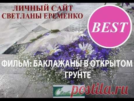 Баклажаны в открытом грунте