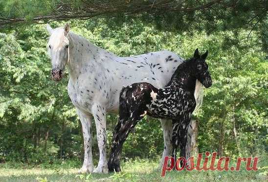 (99) Одноклассники