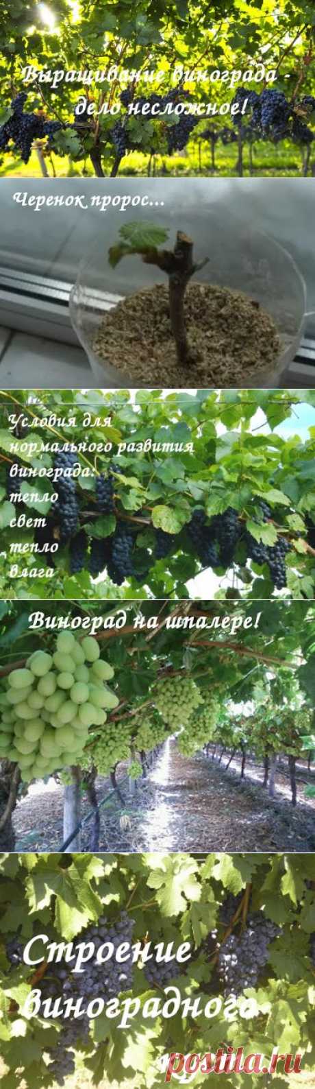 Уральский огород - без особых хлопот!: АГРОТЕХНИКА ВЫРАЩИВАНИЯ ВИНОГРАДА НА УРАЛЕ!