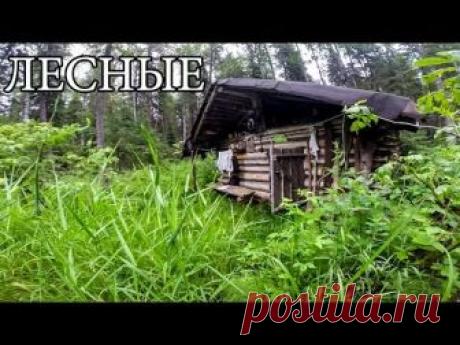 ЛЕСНАЯ ИЗБА (20 ЛЕТ CПУСТЯ) | новая печь и крыша, рыбалка на дикой реке (+18)