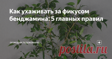 Как ухаживать за фикусом бенджамина: 5 главных правил Статья автора «Огород на подоконнике» в Дзене ✍: Фикусы — одни из самых популярных комнатных растений. И, конечно, главный фаворит — это фикус бенджамина.