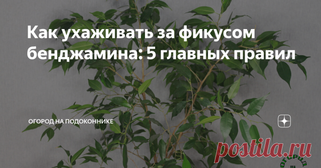 Как ухаживать за фикусом бенджамина: 5 главных правил Статья автора «Огород на подоконнике» в Дзене ✍: Фикусы — одни из самых популярных комнатных растений. И, конечно, главный фаворит — это фикус бенджамина.