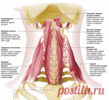 Постизометрическая релаксация мышц: лестничные и надостная мышцы Экология здоровья: Самостоятельно обнаружить спазматическое сокращение лестничных мышц трудно, так как оно обычно не сопровождается болью (кроме случаев развития синдрома передней лестничной мышцы — одного из проявлений шейного остеохондроза).