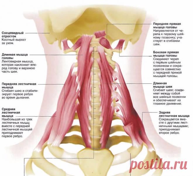 Постизометрическая релаксация мышц: лестничные и надостная мышцы Экология здоровья: Самостоятельно обнаружить спазматическое сокращение лестничных мышц трудно, так как оно обычно не сопровождается болью (кроме случаев развития синдрома передней лестничной мышцы — одного из проявлений шейного остеохондроза).