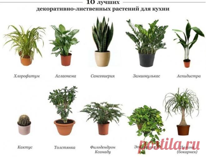 Комнатные цветы и растения для кухни — выбираем неприхотливые, полезные и красивые