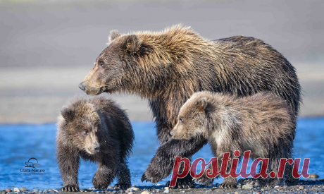 Her First Litter of Cubs Coastal Brown Bear (Ursus arctos) family. New mom with her first litter of cubs. They are about 7-8 months old. Mom proved to be an excellent fisher - she (usually) shared her catch with the cubs. Both cubs (females) carried full little bellies off the beach on this morning. Here the cubs warily eye each other - they were constantly sparring while mom was fishing. Lake Clark National Park, Alaska.