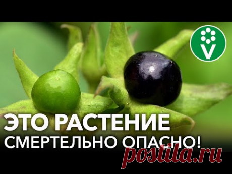 САМЫЕ ОПАСНЫЕ РАСТЕНИЯ, К КОТОРЫМ НЕ СТОИТ ПРИКАСАТЬСЯ или употреблять в пищу: дома, в саду и в лесу